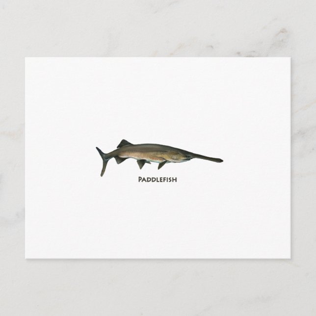 Cartão Postal Paddlefish (Frente)