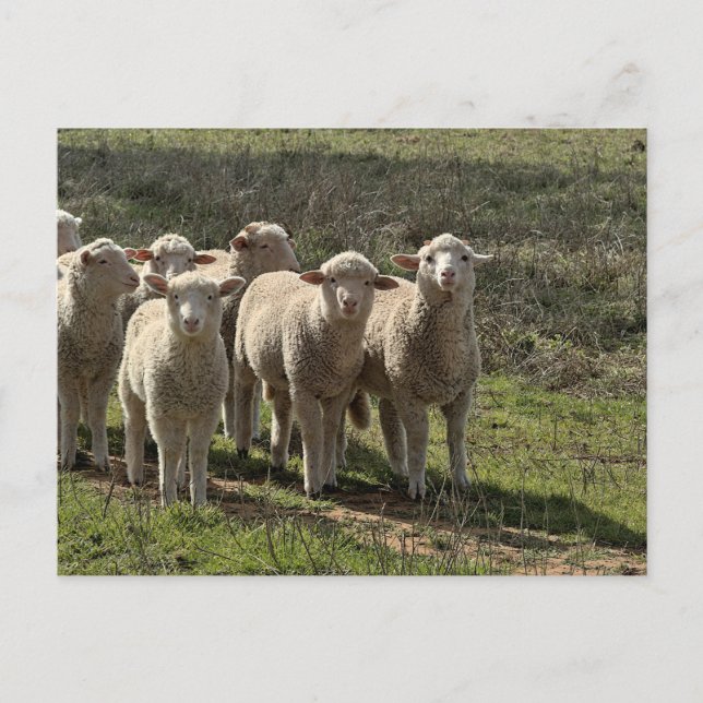 Cartão Postal Padrão (Frente)