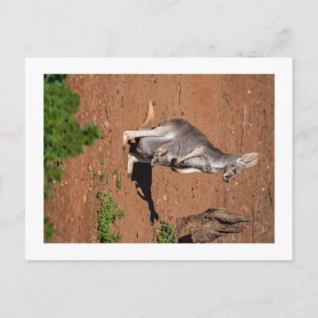 Cartão Postal Padrão (Frente)