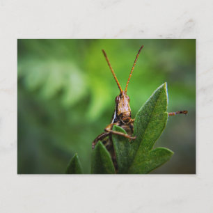 Cartão Postal Padrão
