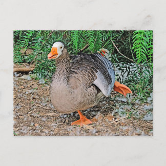 Cartão postal padrão