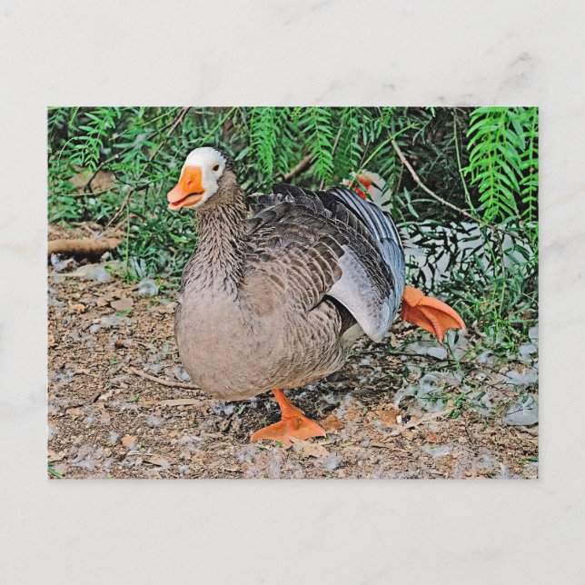 Cartão postal padrão (Frente)