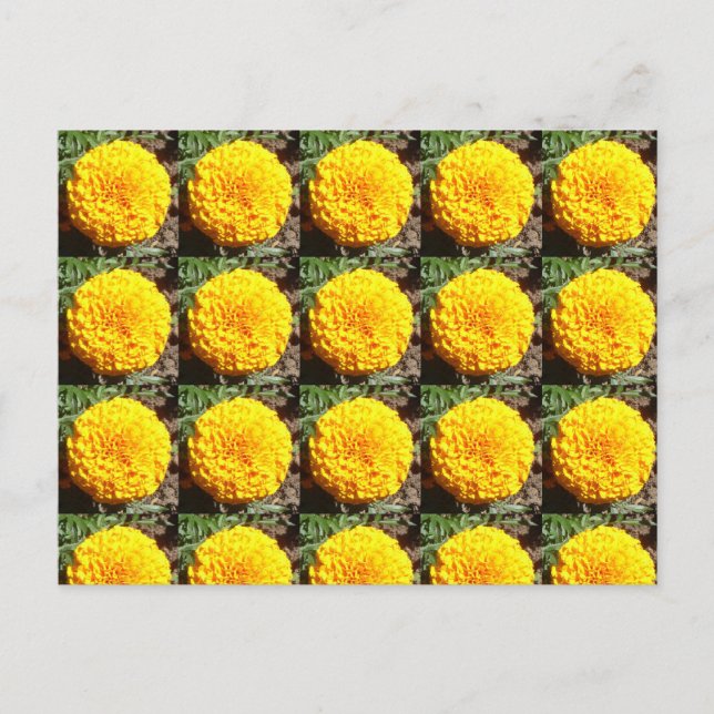 Cartão Postal Padrão Africano Marigolds (Frente)