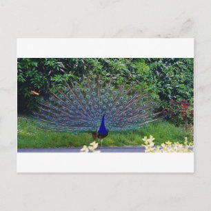 Cartão Postal Padrão Colorido Arte de Pavão Indiano Destino
