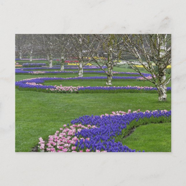 Cartão Postal Padrão das tulipas e das flores de Hyacinth de Uva (Frente)