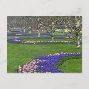 Cartão Postal Padrão das tulipas e das flores de Hyacinth de Uva