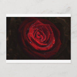 Cartão Postal Padrão de Coração de Rosas Vinhas Flor Paz Amor De