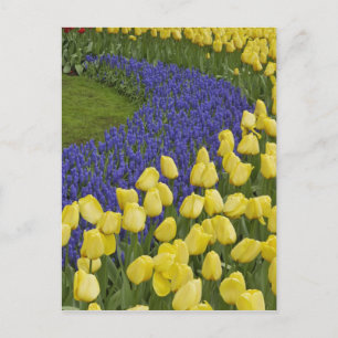 Cartão Postal Padrão de hortas das flores de Hyacinth de Uva e