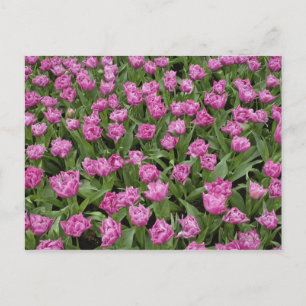 Cartão Postal Padrão de jardim de tulipas, Jardins Keukenhof,