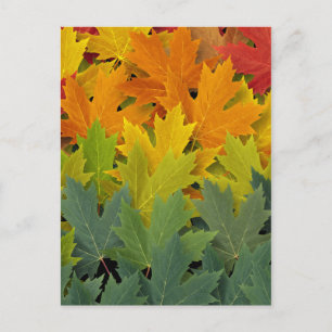 Cartão Postal Padrão de outono 2