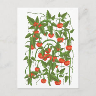 Cartão Postal Padrão de Tomates