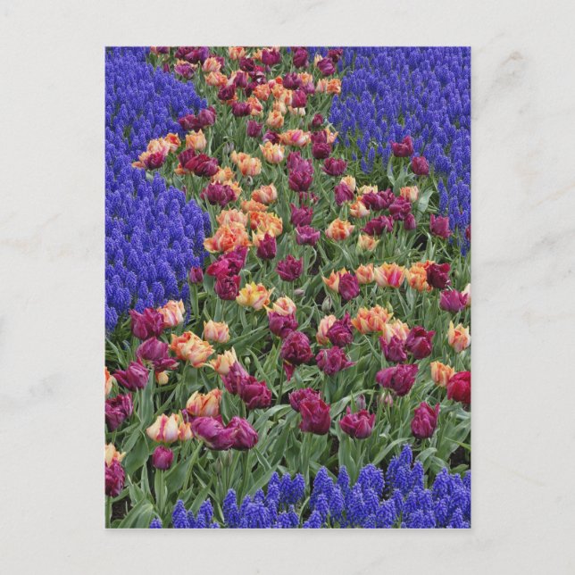 Cartão Postal Padrão de tulipas e de flores de Hyacinth de Uvas, (Frente)