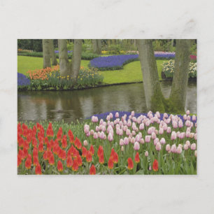 Cartão Postal Padrão de tulipas e flores de hyacinth de uva,