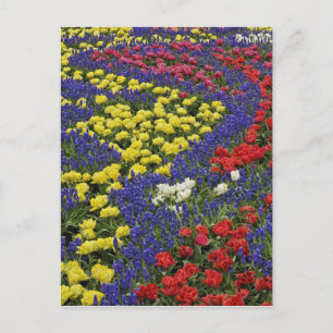 Cartão Postal Padrão de tulipas e flores de jacinto de uva, 2