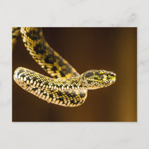 Cartão Postal Padrão Marcante de Cobra Víbora Amarela e Preta