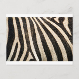 Cartão Postal Padrão zebra