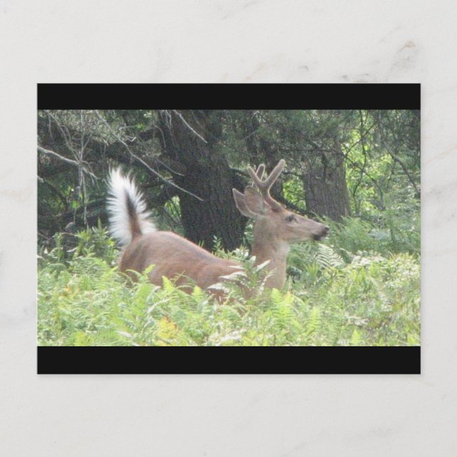 Cartão Postal Padre Bambis? (Frente)