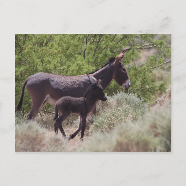 Cartão Postal Padre e Son Wild Burros em Beatty, Nevada (Frente)