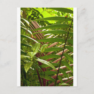 Cartão Postal Padrões de Cor da Costa Rica