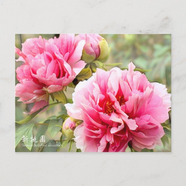 Cartão Postal Paeonia lactiflora "Shintouen" [Cartão postal] (Frente)