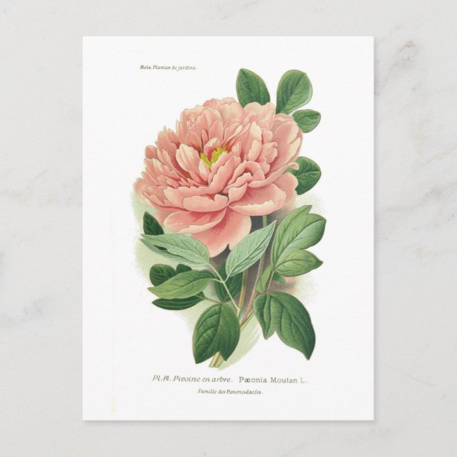 Cartão Postal Paeonia moutan (Peony) (Frente)