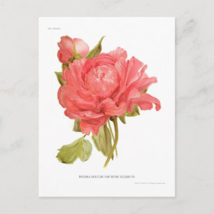 Cartão Postal Paeonia moutan var Rainha Elizabeth