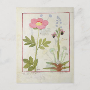 Cartão Postal Paeonia ou Peony e Orchis myanthos