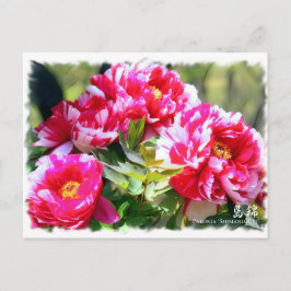 Cartão Postal Paeonia "Shimanishiki" ポ ス ト カ ド