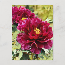 Cartão Postal Paeonia suffruticosa "Isono-nami" [Cartão postal]