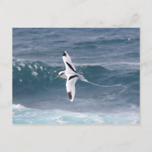 Cartão Postal Paille-en-queue