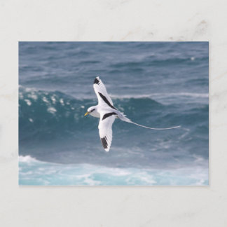 Cartão Postal Paille-en-queue