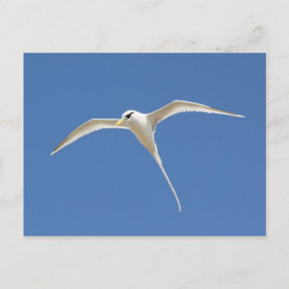 Cartão Postal Paille-en-queue