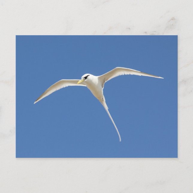 Cartão Postal Paille-en-queue (Frente)