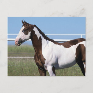 Cartão Postal Paint Horse Permanente