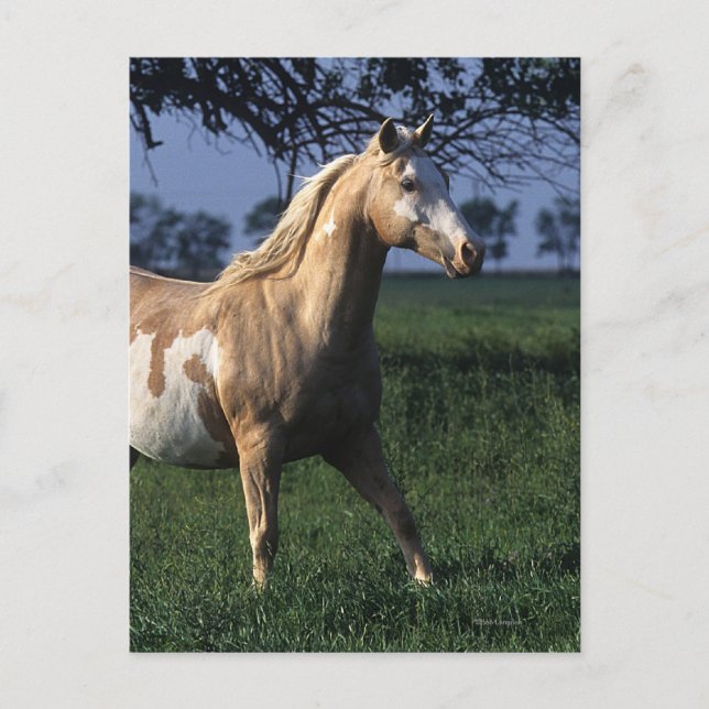 Cartão Postal Paint Horse Permanente 2 (Frente)