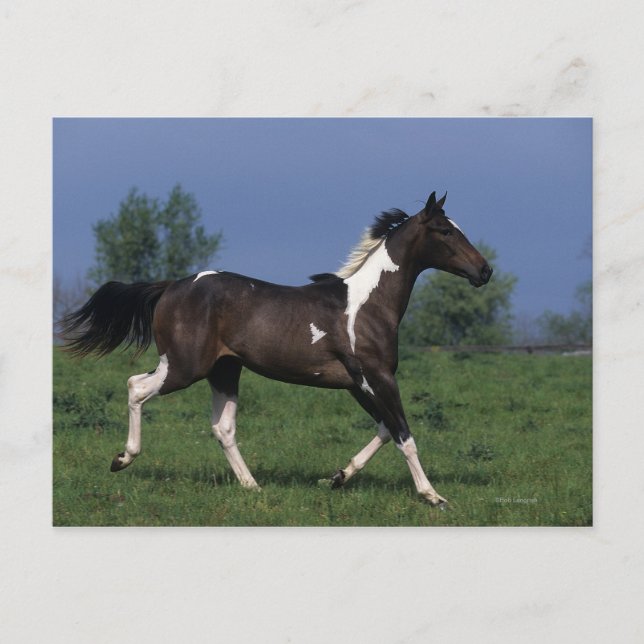 Cartão Postal Paint Horse Running 2 (Frente)