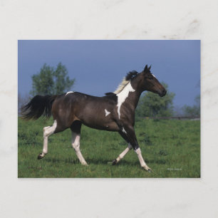 Cartão Postal Paint Horse Running 2