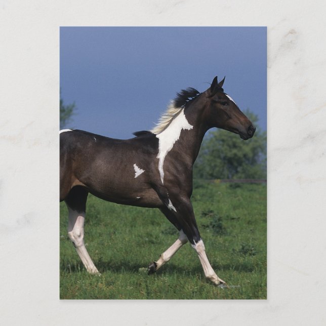 Cartão Postal Paint Horse Running 2 (Frente)