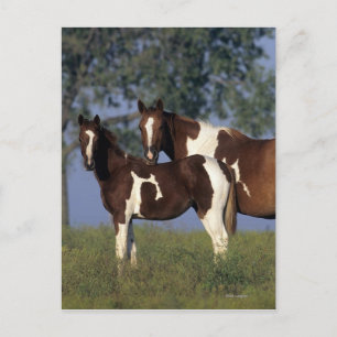 Cartão Postal Paint Mare & Foal
