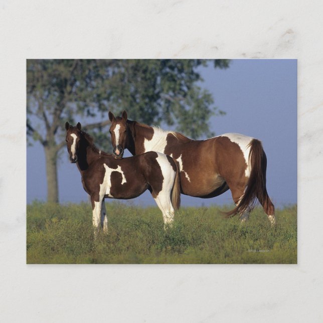 Cartão Postal Paint Mare & Foal (Frente)