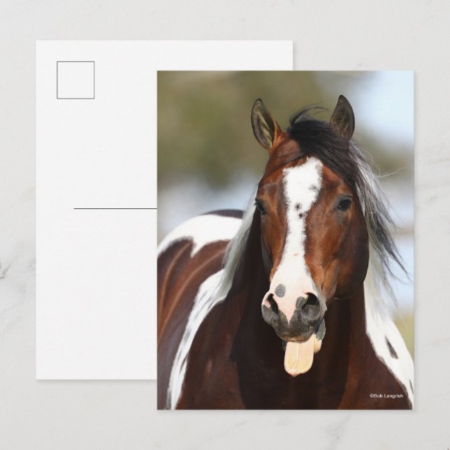 Cartão Postal Paint Stallion com Tongue Out Headshot (Frente/Verso)