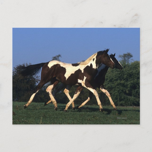 Cartão Postal Paint Yearlings Running (Frente)