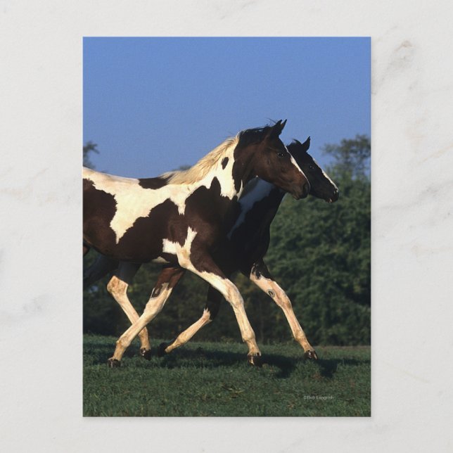 Cartão Postal Paint Yearlings Running (Frente)