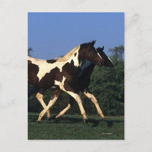 Cartão Postal Paint Yearlings Running