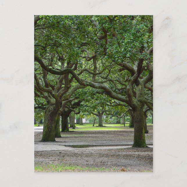 Cartão Postal Painterly dos Jardins de White Point (Frente)