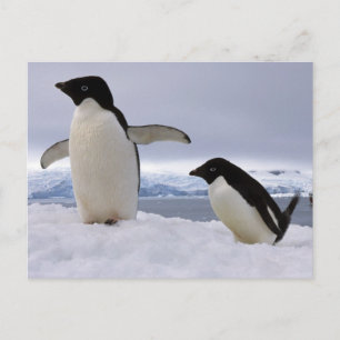 Cartão Postal Pair Adelie Pinguins Antártica