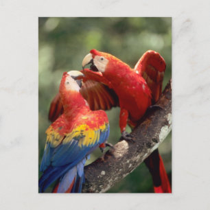 Cartão Postal Pair of Scarlet Macaws
