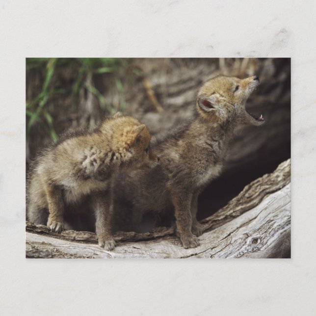 Cartão Postal Pair Of Young Coyote Pups Howling (Frente)
