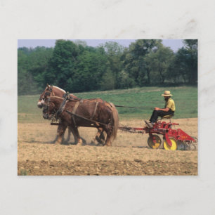 Cartão Postal País Amish pessoas simples na agricultura com