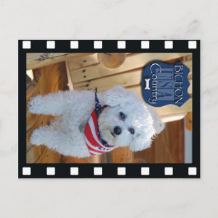 Cartão Postal País Bichon com quadro negativo